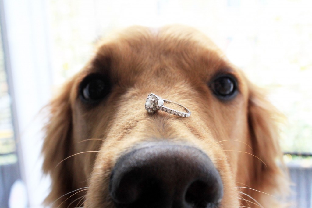 dog with engagement ring
